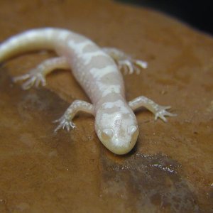 albino marbled1