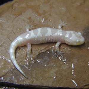 albino marbled2