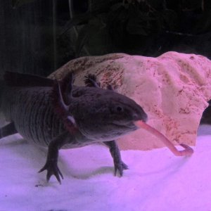 Gomez playing with his food