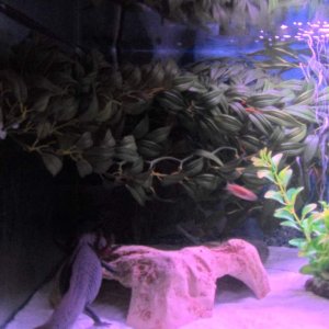 Leafy things cave and Gomez