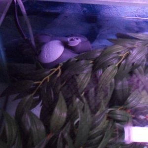 Diffusing filter flow, the plant in front of the filter outlet is a small 30cm one the rest are large 2ft ones