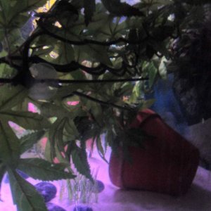 Suction cup jungle plant
