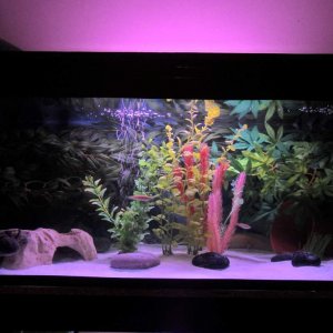 The tank, quite minimalist, just 4 exo terra silk plants, 4 plastic plants, a cave, a flower pot, stones and sand! Nice and easy to clean!