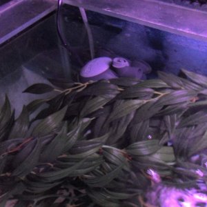 Plant in front of filter outlet
