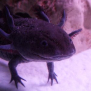 Gomez says hello!