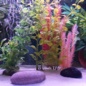 plastic plants