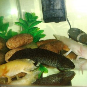 Gold - 'Midge'

Wild - 'Ding'

Albino - 'Boo'

All 8 months