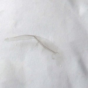 Cynops pyrrhogaster larva - skin