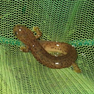 opal creek6 rhyacotriton