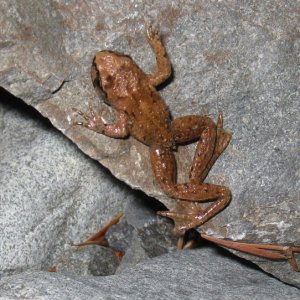 opal creek16 tailed frog