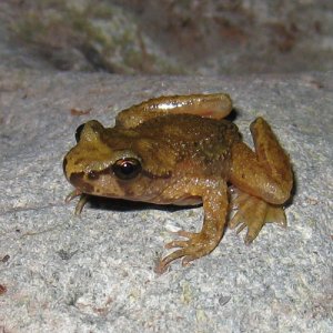 opal creek26 frog