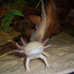 Luna adorable as always