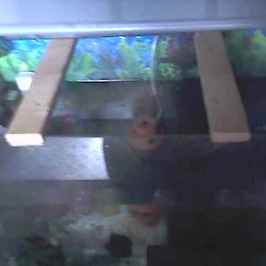 Foto's 0116