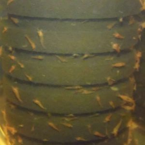 Shrimp on sponge filter