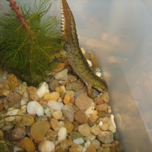 Lissotriton montandoni male