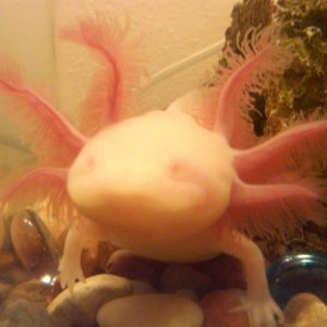 Sookie's arm grew back!!! Her right arm (left in pic) has grown back completely in about a month and a half.