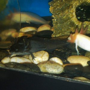 My new little monster!!