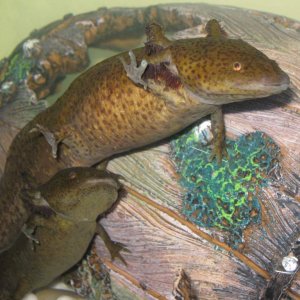 IMG 0737