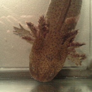 spot on head close up