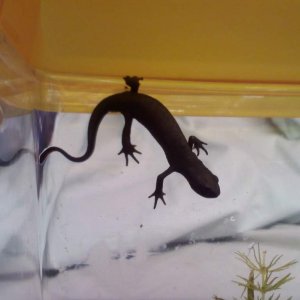Matilda

-from the children's movie, when the girls put the newt in the pitcher and it lands on the principal's face :-)