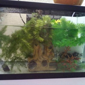 My tank set up for now, half real and half fake plants