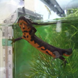 Monty is more adventurous so far :-)