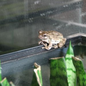 Cope's Gray treefrog (Hyla chrysoscelis)