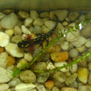 Near transformation, developing adult coloration. 
About 2.5" long.