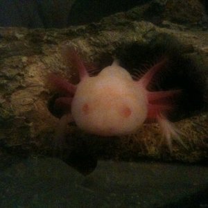 Ashba loving her peek-a-boo :) cuteness!!