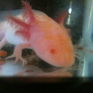 first day in the tank