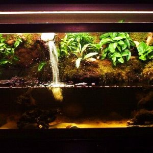 100 gallon tank given to me for free, this pic is at 2 months growth, no newts yet