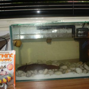 ''Staple food'' and my tank.