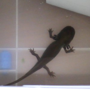 Junior in his new tub.
