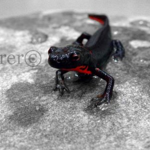 Cynops Orientalis