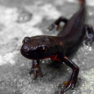 Cynops Orientalis 2