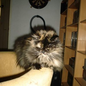 my forestcat  named Morgan! R.I.P 16/12/2010