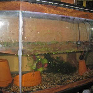 Cc mass tank
