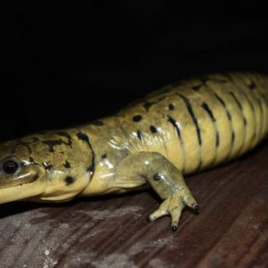 Rex 10-2010.