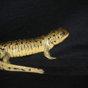 Rex 10-2010.