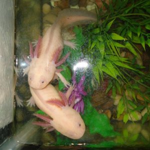 Tallulah and Gunther