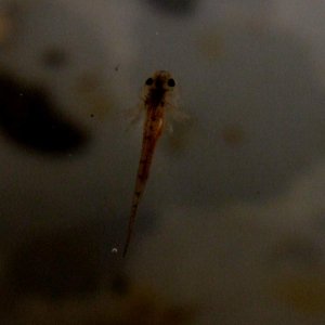 Two week old larvae. Mom is a leucistic, dad is black melanoid. At this stage all the larvae appear wild type (?) This little guy was kind enough to s