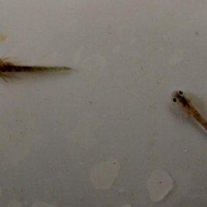 Two week old larvae