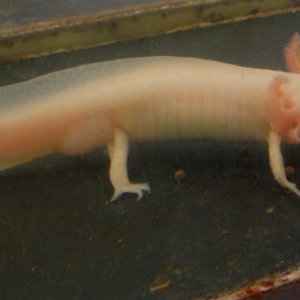 Pinky, our albino male axolotl.  He is a big boy, 8 1/2 inches long!
