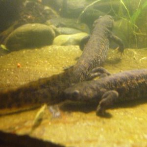Pleurodeles waltl 2