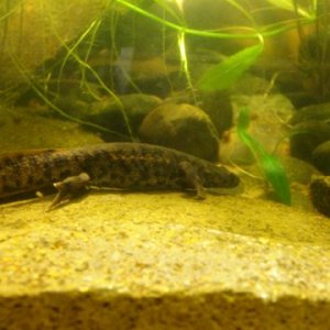 Pleurodeles waltl 3