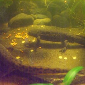 Pleurodeles waltl 5