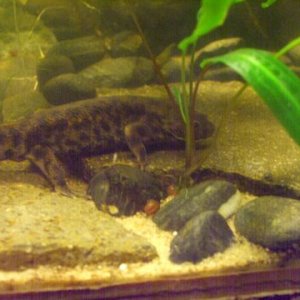 Pleurodeles waltl 6