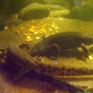 Pleurodeles waltl 7