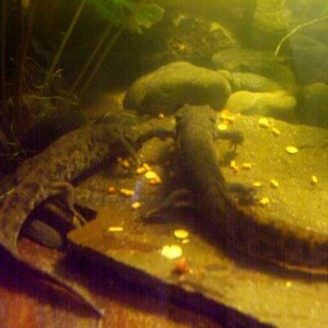 Pleurodeles waltl 8