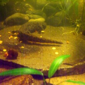 Pleurodeles waltl 10